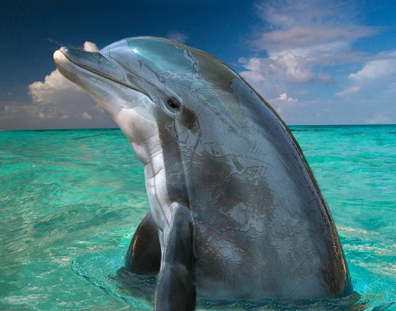 dolphin_in_the_bahamas